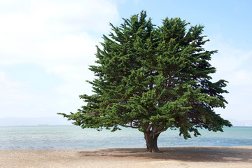 Monterey Pine Tree, a species of pine native to the Central Coast of California and Mexico, growing...