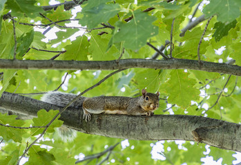 squirrel at the tree