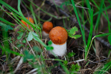 red cap boletus mushroom growing