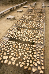 干しシイタケ作り