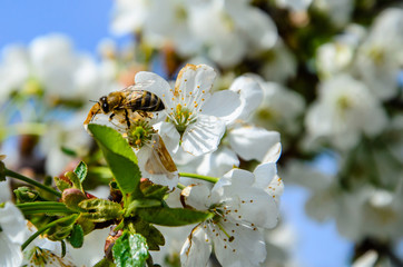 Honeybee collecting nectar from flowers of the cherry tree