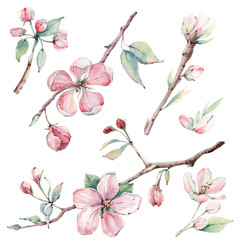 hand drawn apple tree branches and flowers, blooming tree. - 172922238