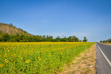 Sunflower field with cloudy blue sky on the roadside.