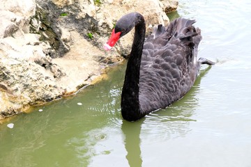 Black swan in the pond