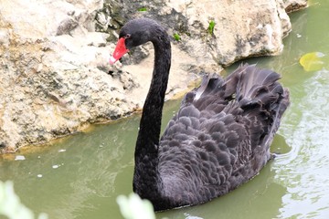Fototapeta premium Black swan in the pond