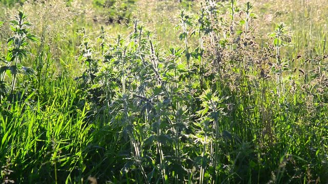 Leonurus cardiaca - a herbaceous perennial plant of family