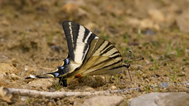Scarce swallowtail (Iphiclides podalirius)
