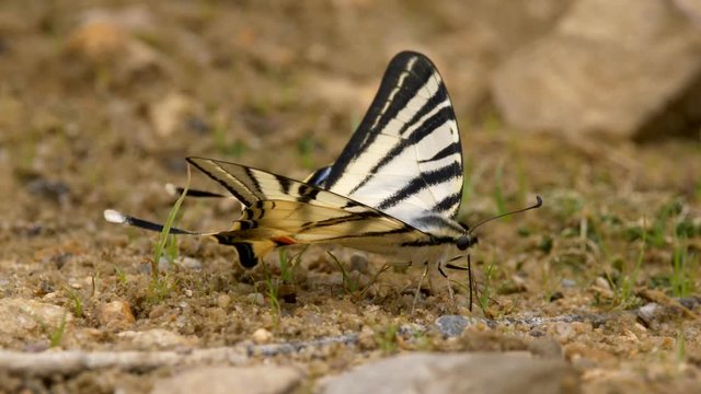 Scarce swallowtail (Iphiclides podalirius)