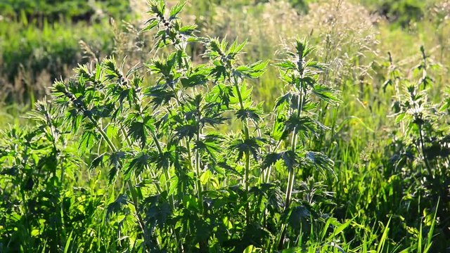 Leonurus cardiaca - a herbaceous perennial plant of family