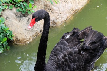 Naklejka premium Black swan in the pond