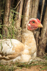 Chicken