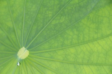 Green leaf with drops of water with nature