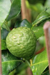 Fresh organic bergamot herb on the tree