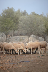 Obraz na płótnie Canvas Mediterranean Sheep. After shearing. 