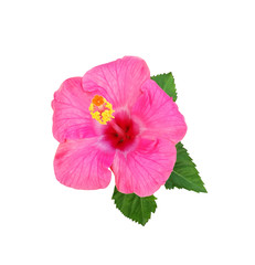 Hibiscus flower isolated on white background