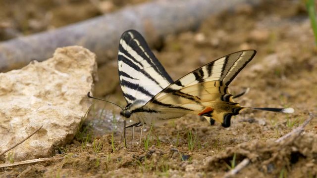 Scarce swallowtail (Iphiclides podalirius)