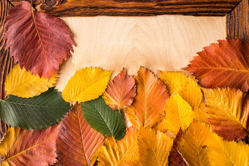 Autumn leaves  on wooden table background