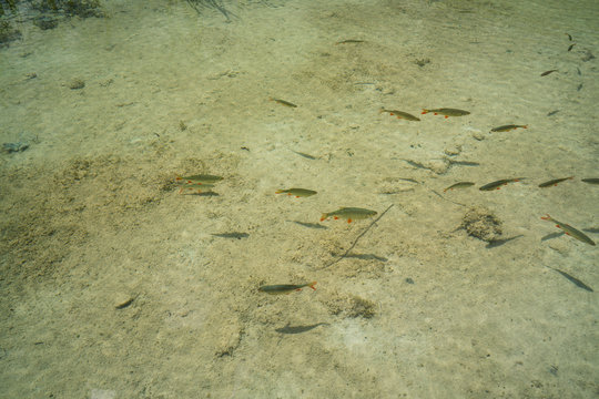 photo of fishes swimming in a lake, taken in the national park P