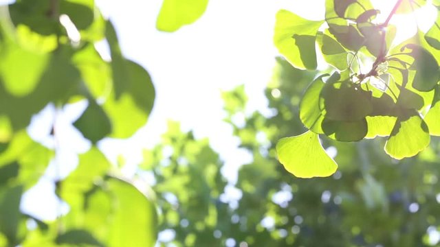 Ginko leaves in a sunny day.

