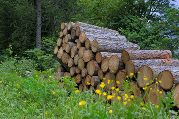 coupe de bois dans les alpes avant l'hiver