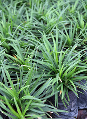 Mini Mondo Grass in the plastic black bag of nursery plants. Snakes Beard plant is a dense herbaceous evergreen perennial grass with a mounded form.