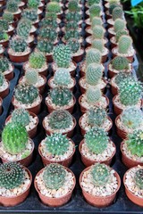 Beautiful small the cactus in the pot