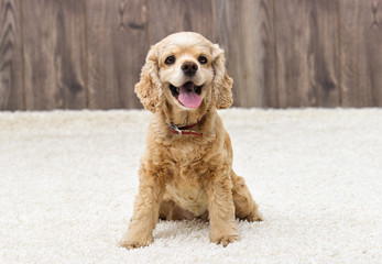 American cocker spaniel sitting and looking