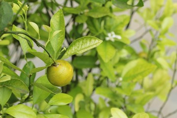 Ripe orange fruit hangs on the tree