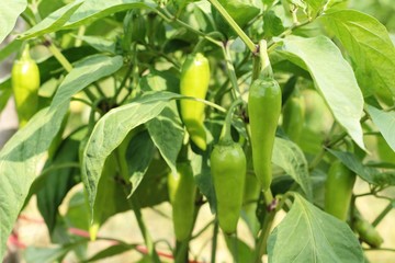 Fototapeta premium Green bell peppers hanging on tree in garden