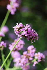 Beautiful bloom colorful flowers in the garden