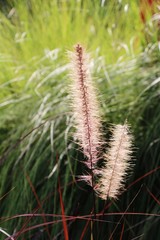 grass flowers in the nature