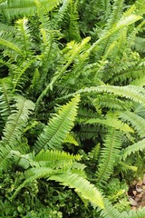 Fern in garden with nature
