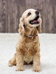 Obraz premium American cocker spaniel sitting and looking in the apartment