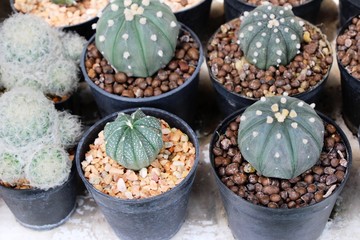 Beautiful small the cactus in the pot