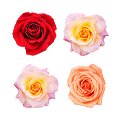 Beautiful collection of roses flowers isolated on white background