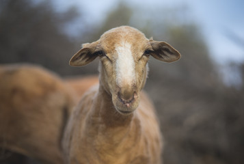 Mediterranean Sheep. After shearing. 