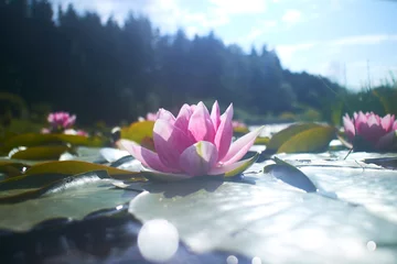 Cercles muraux fleur de lotus lotus flower in pond