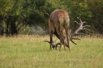 Red deer on the green grass during the deer rut in the nature habitat of Czech Republic, european wildlife, wild europa, deer rut, Cervus elaphus.