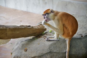 食事をする猿