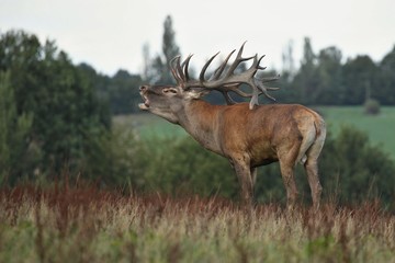 Red deer male blows deep during the deer rut in the nature habitat of Czech Republic, european wildlife, wild europa, deer rut, Cervus elaphus.