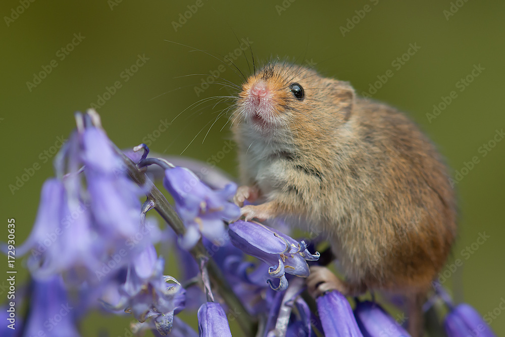 Poster closeup portrait of a small harvest mouse balancing in the flowers of a bluebell with its snout in t