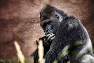 Portrait of male gorilla © Baranov