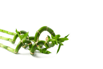 lucky green bamboo