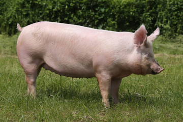 Side view shot of a pig on animal farm