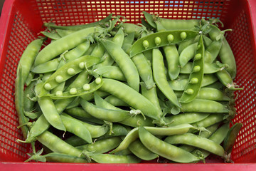 The harvest of peas lies in the basket. Green vegetables for vegetarian food.