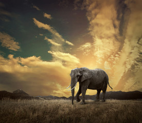 Obraz na płótnie Canvas Elephant with trunks and big ears outdoor under sunlight.
