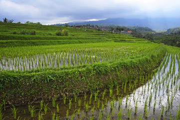 Fototapeta na wymiar scenic panorama landscape view of amazing beautiful green rice terrace paddy field in Jatiluwih Bali