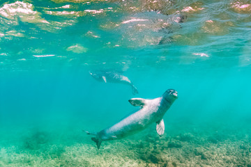 Monk Seals Swimming Underwater