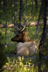 Naklejka na ściany i meble Teton's elk