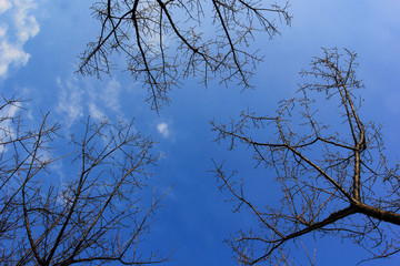Branch with blue sky background